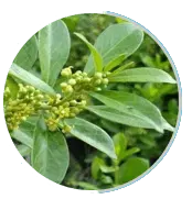 Gymnema sylvestre